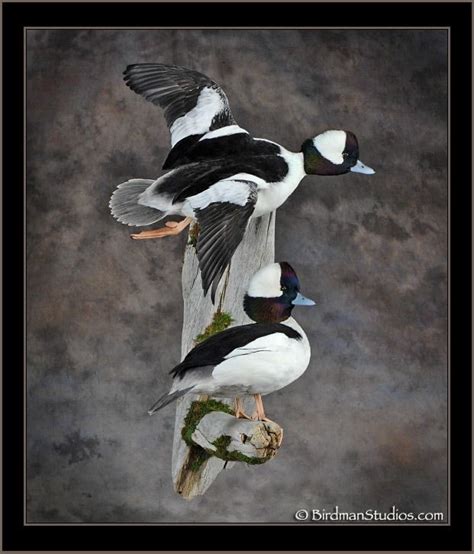 Bufflehead Pair Mount What is the best picture hanger of 2021?.  Bufflehead Pair Mount